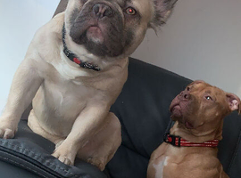 Fluffy Frenchie