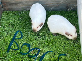 Guinea pigs for sale