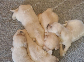 Golden Retriever puppies