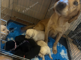 Labradoodle puppies for sale