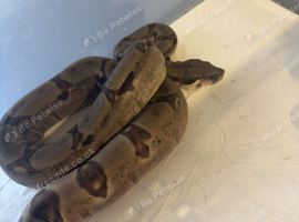 common boa dwarf