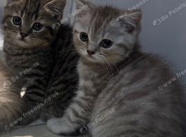 Beautiful litter of British shorthair x Persian kittens
