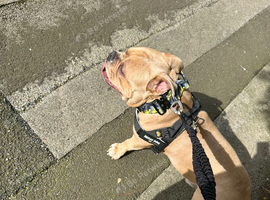 3 year old male pocket bully