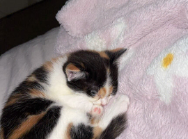 Gorgeous calico kitten