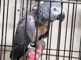African grey parrot