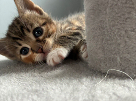 Female  kitten ( peach )