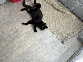 8 week old kittens 4 ready to leave