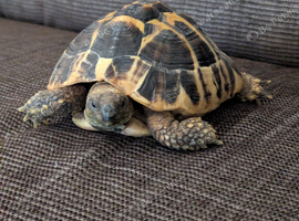 Hermann Tortoise for sale + enclosure