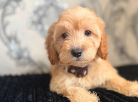 Adorable puppies