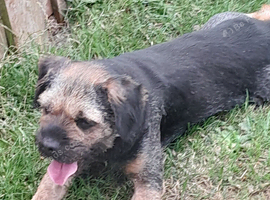 Blue and tan K.C. reg dog