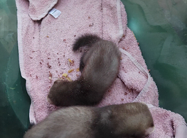 Small kits