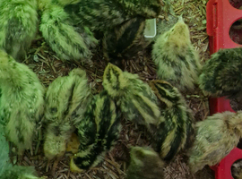 45 Quail Chicks For Sale