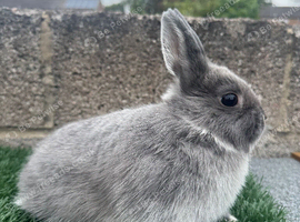 Pure breed Netherlands dwarf does