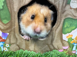 Syrian Hamster Girl Female