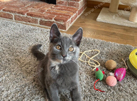 Beautiful kitten girl
