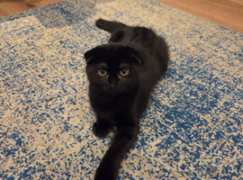 3 Female kittens,