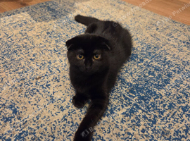 Female kitten