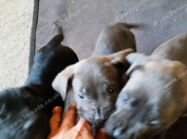 Pure cane corso puppies