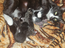 Kittens