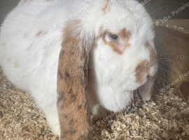11 month old French Lop Female
