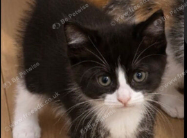 Longhair kitten