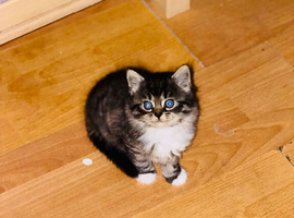 2 female kittens available