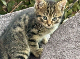 Beautiful kitten ready