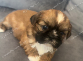 Title Stunning chocolate imperial Shih Tzu puppies