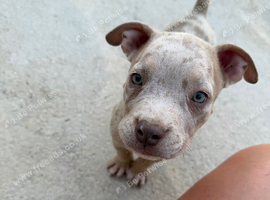 Pocket bully puppies for sale