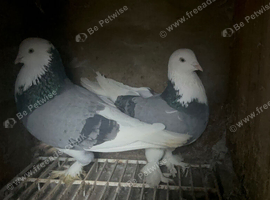 West off England pigeons Sheffield