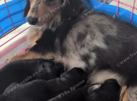 Mini long haired dachshunds