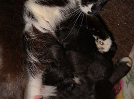 10 week old kittens