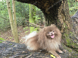 KC registered lilac pomeranian male