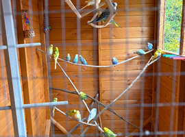 Rehoming service for small birds (budgies/canaries etc)
