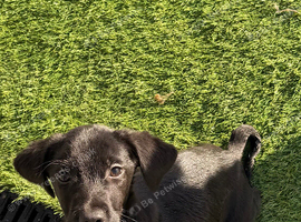 Two Springador Male Pups