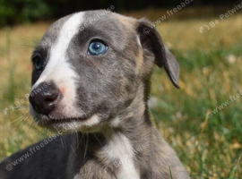 Stunning Pedigree Whippet Puppies
