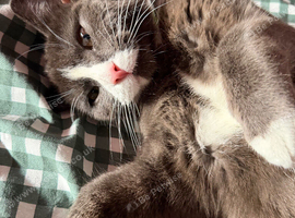 Alice needs a new home