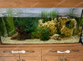 Diffent fish and tank for sale