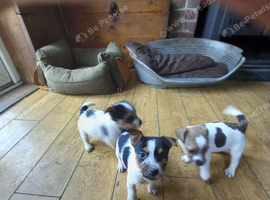 Jack Russell puppies