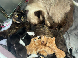 Kittens