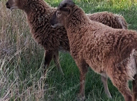 SOAY BONDED PET LAMBS  NEUTRATED MALES FRIENDLY IDEAL LAWNMOWERS CROSS LOW MAINTENANCE GRAZE HORSES KEEP PADDOCKS FREE WORMS RAGWORT