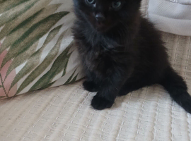 Little babys