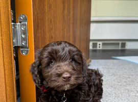 10 week old Cockapoo looking for a new forever home