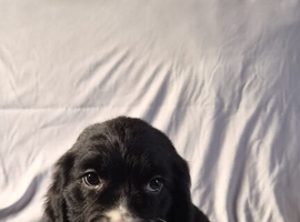 Cocker spaniel pups for sale