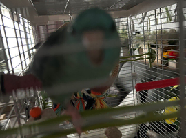 4 months old linnie