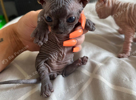 Stunning Sphynx & Dwelf kittens