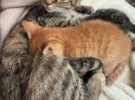 2 sweetest kittens