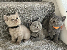 Gorgeous British shorthair kittens