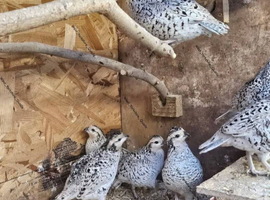 Snowflake Bobwhite Quail hatching eggs