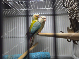 2 female conures 10 weeks old